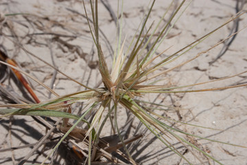 A close up of a plant at beach