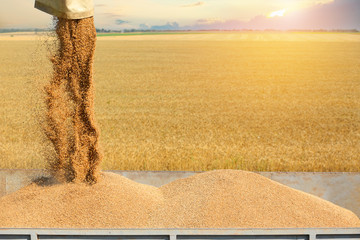 Pouring of wheat seeds from unloader into body of truck