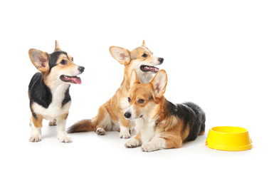 Cute corgi dogs with bowl for food on white background