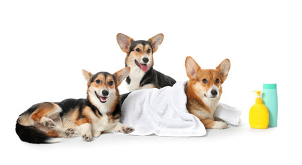Cute corgi dogs with towel and shampoo on white background