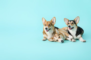 Cute corgi dogs on color background