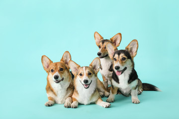 Cute corgi dogs on color background