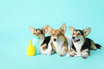 Cute corgi dogs with towel and shampoo on color background