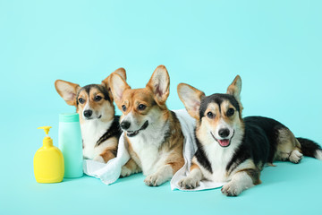 Cute corgi dogs with towel and shampoo on color background