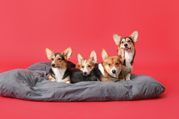Fototapeta na wymiar Cute corgi dogs with pet bed on color background