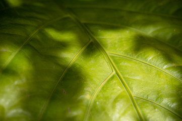 Green leaf pattern