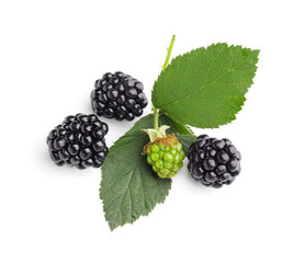 Ripe tasty blackberry on white background