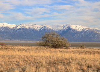 Lone tree and the Wasatch Mountains, Antelope Island State Park, Utah