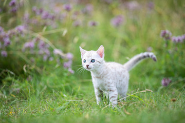 A white Snow Bengal kitten outdoors in the grass with flowers