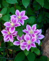 Beautiful lilac clematis flowers blossomed on the bush against the wall.