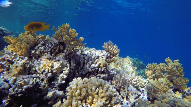 A Snorkler and Coral Reef. Tropical fish reef marine. Soft-hard corals seascape. Vibrant coral garden. Reef coral scene. Beautiful soft coral. Sea coral reef.