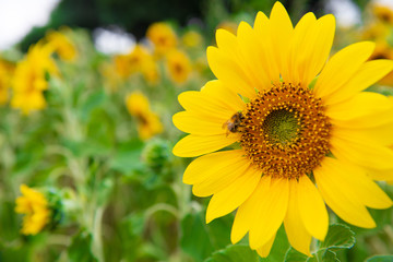 Fototapeta premium Biene