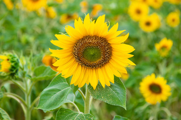Sonnenblume