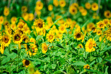 満開のヒマワリ