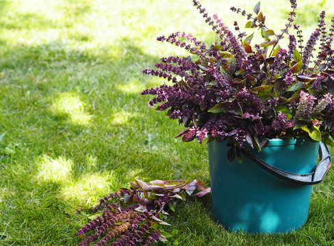Autumn photo with herbs.Freshly picked byzilik blooming with purple flowers in a bucket on a fose of a green lawn.