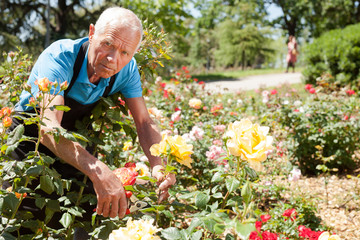 Cheerful mature man cutting with scissors roses bushes at flower bed on sunny day
