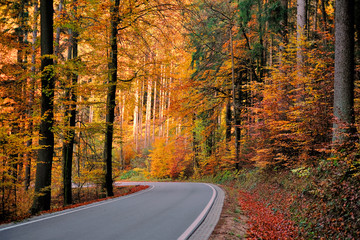 Autumn Road view. Autumn beautiful nature landscape. Autumn travel and trips. Fall season. autumn nature wallpaper