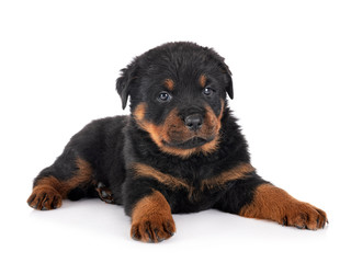 puppy rottweiler in studio