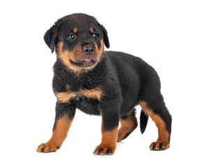 puppy rottweiler in studio