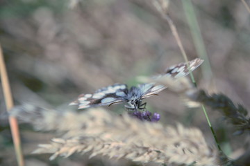 motyl ,motyl na liściu 