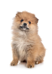 Obraz premium puppy pomeranian in studio