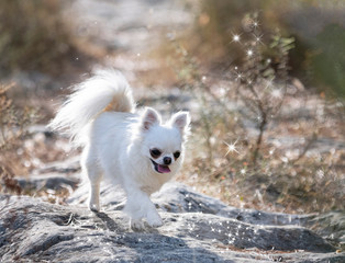 chihuahua in nature