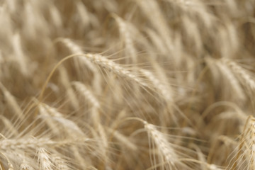blurred background. spikelets of wheat bend from the wind. farming and harvesting concept.