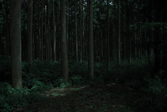 木漏れ日の森