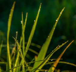 Dew drops on the grass