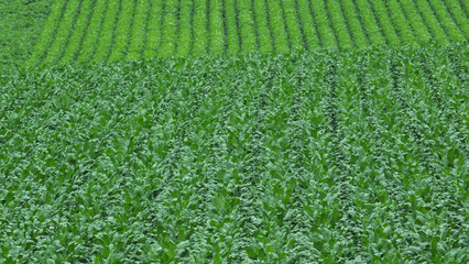 green plants background