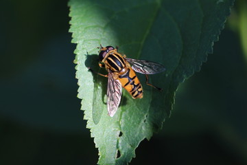 Große Sumpfschwebfliege - Helophilus trivittatus