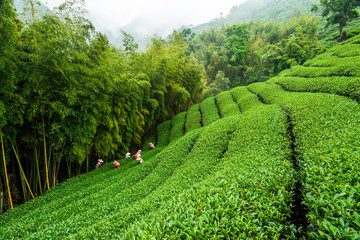 Beautiful tea plantation landscape on the mountaintop of Nantou, Taiwan.