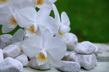 Fototapeta na wymiar orchideen und steine 