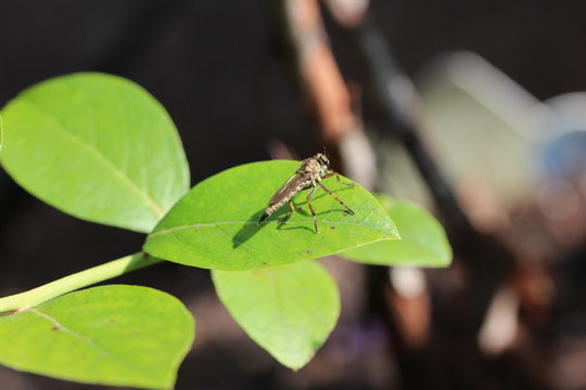  Alabasterfliege - Pamponerus germanicus - Raubfliege 