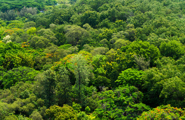 The lush green forest as background