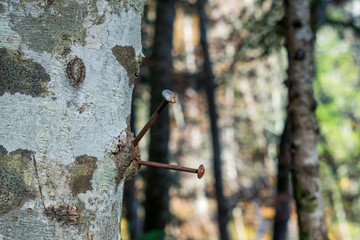 Iron nails are driven into a tree.