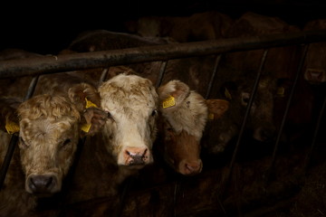 krowa, trzy krowy w stajni ,bydło, Irlandia 