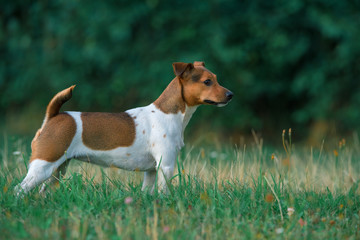 Naklejka na ściany i meble Jack russell terrier in orange in the park in the evening. Close-up photographed.