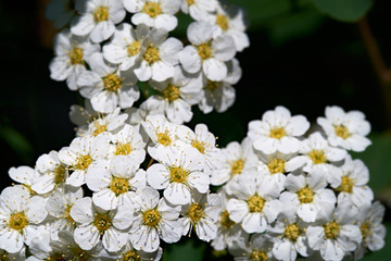 White lilac flowers. Blooming tree.