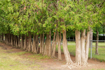 Coniferous trees trunks in row near park fence