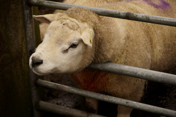owca ,owca z zagrodzie ,Irlandia 