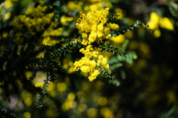 Wattle close up in the sun