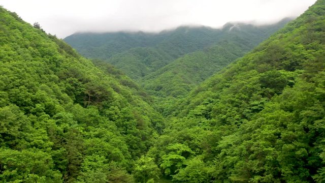 Forest in Korea (Drone 4k)
