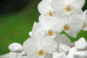 Fototapeta na wymiar orchidee trauer