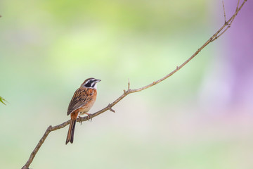美しい背景のホオジロ