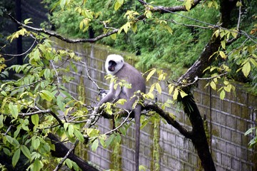 Beautiful picture of monkey in tree