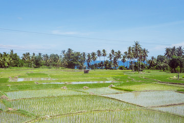 beautiful green rice fields flooded with water with trees and sea in the background