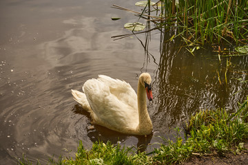 łabędź  © Marcin Łazarczyk