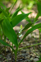 Lily of the valley flower in spring forest