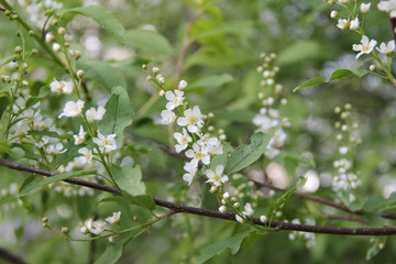  Blooming apple tree, small white flowers on a blurred background. Beautiful delicate photo of flowers for summer mood. Stock photo for web and print with empty space for text and design.